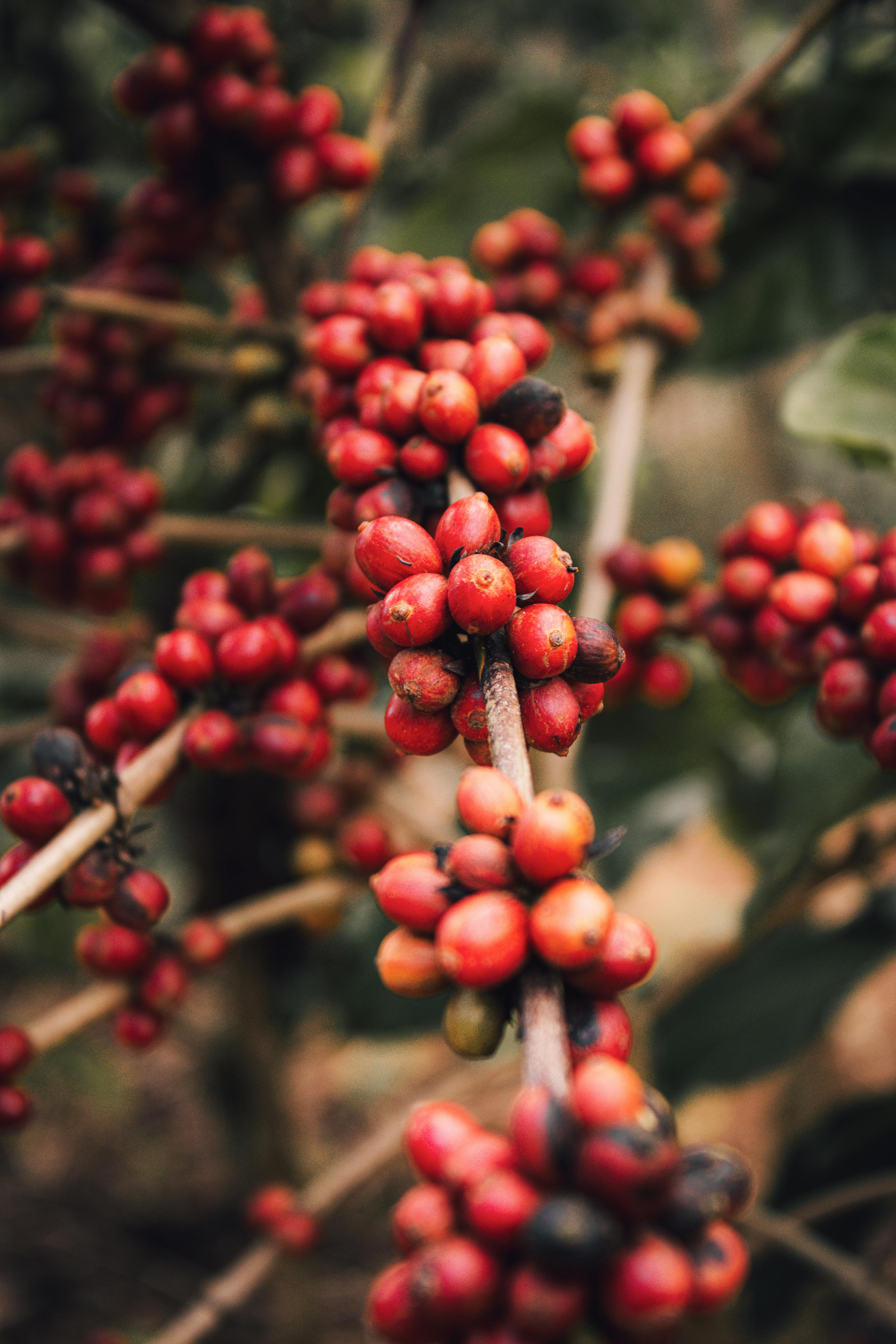 coffee branch