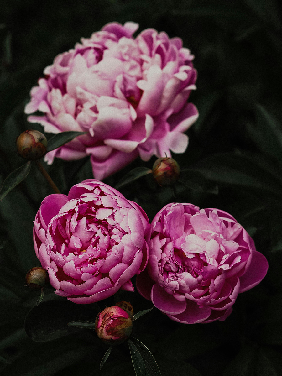 Pink peony flowers